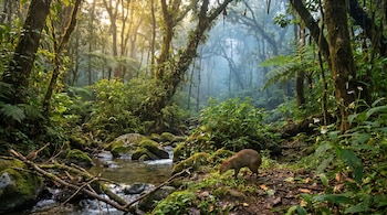 Fotografía de un denso bosque tropical con un arroyo y rocas musgosas. Un paca y dos aves buscan alimento en el suelo. Luz solar y niebla en el fondo.