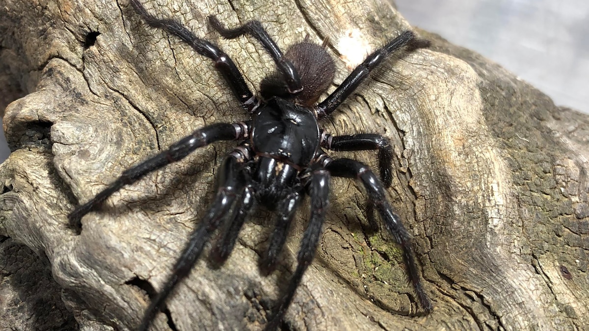 SDOUCZAYHFGATCITL6KS2RCNGM