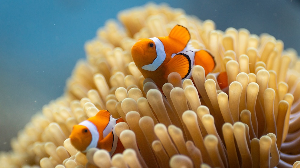 OCEANOS