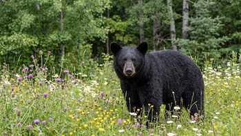 Las 8 especies de osos que existen en el mundo y qué las hace completamente distintas entre sí