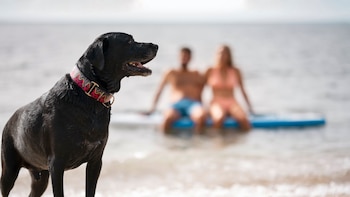 Si llevas a tu perro a la playa, cuidado con este gesto que los veterinarios desaconsejan