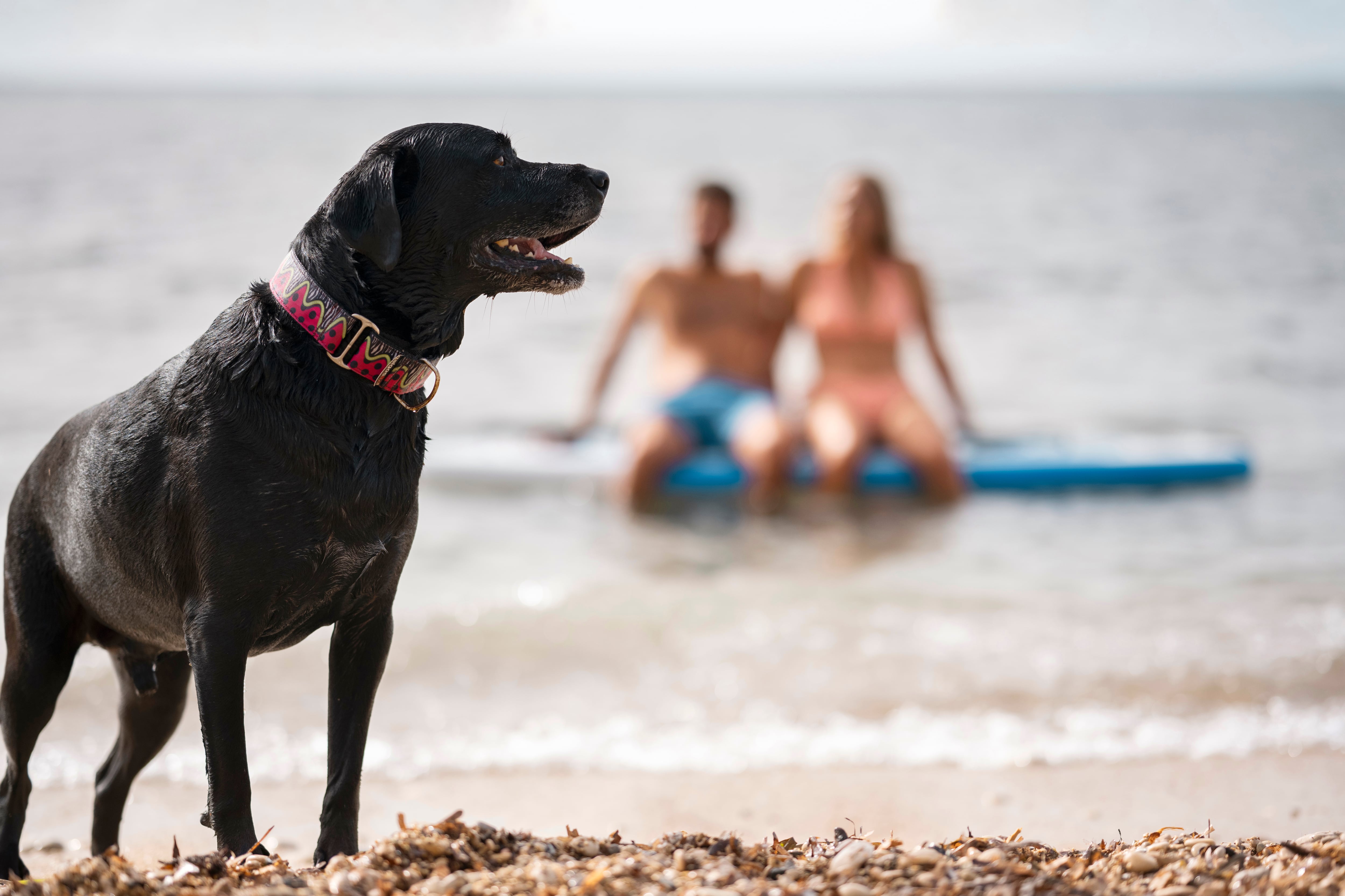 Si llevas a tu perro a la playa, cuidado con este gesto que los veterinarios desaconsejan