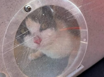 Un gato tricolor con nariz enrojecida se asoma por la ventana redonda y transparente de un transportín. La ventana tiene rasguños