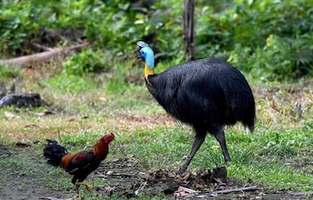 El fenómeno de la fluorescencia abre nuevas hipótesis sobre su posible papel en la selección de pareja y la comunicación visual en casuarios (Foto: AFP)