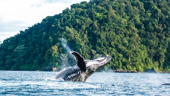 Última oportunidad para ver ballenas jorobadas: destinos del Pacífico colombiano para visitar en octubre