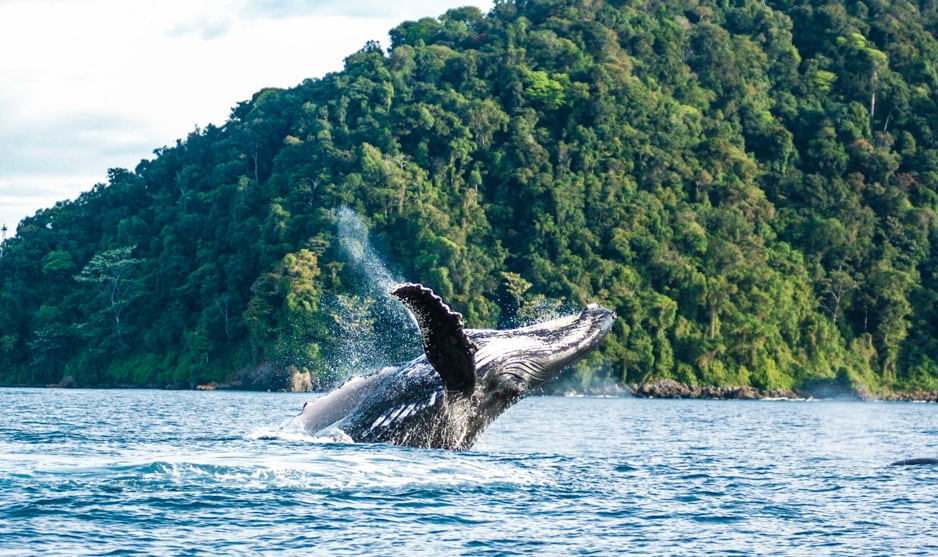 Las ballenas jorobadas migran desde zonas cercanas a la Antártida para reproducirse y cuidar a sus crías en aguas tropicales - crédito Parques Nacionales y Naturales de Colombia