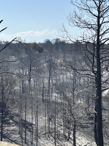 Vista de un bosque calcinado con árboles desnudos y ramas quemadas contra un cielo azul claro, mostrando la tierra cubierta de ceniza