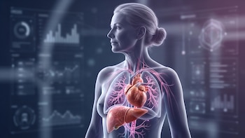 Cómo el estrógeno ayuda a proteger el corazón y el hígado después de la menopausia