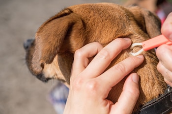 Es importante revisar la piel