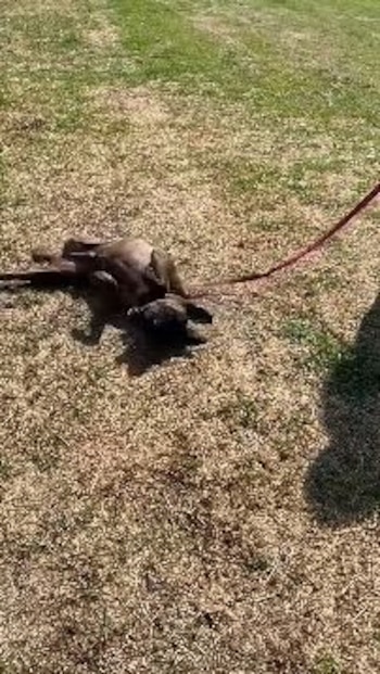 Un perro de pelaje oscuro tendido boca arriba en el césped, con una correa roja extendida y la sombra de una persona en el suelo