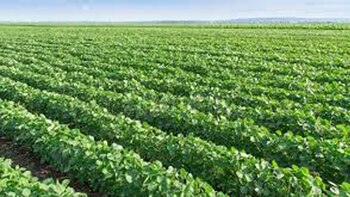 Desde 2005, el negocio agrícola en la Pampa Húmeda se favoreció por el aporte tecnológico y la mejora de los precios agrícolas.