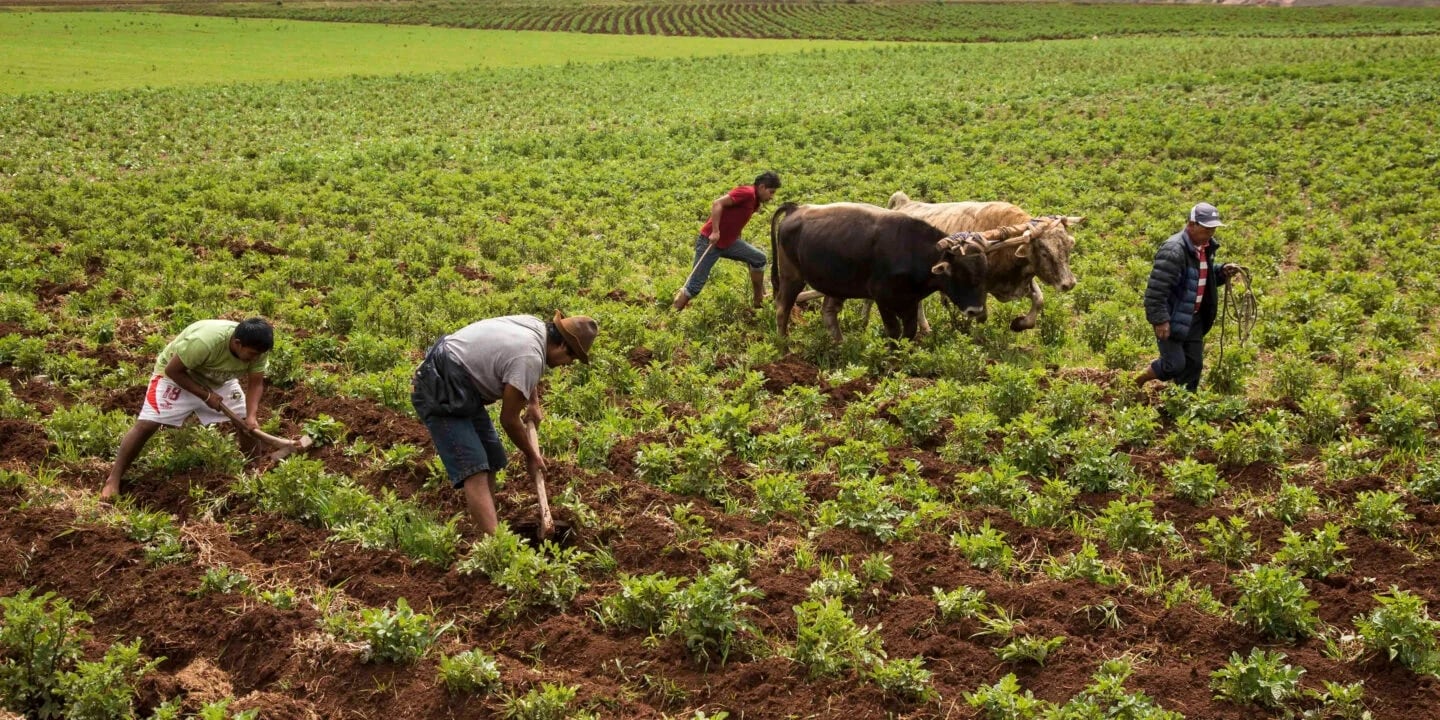 Con la finalidad de acercar estos mecanismos a los productores, el sector agrario organiza actividades informativas en distintas regiones del país. Foto: Rumbo Económico
