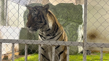 Profepa y FGR aseguran ejemplares de león africano, jaguar y tigre de Bengala en cateo en San Luis Potosí. (Foto: Profepa)