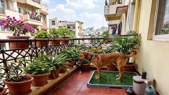 MASCOTAS FELICES DECO