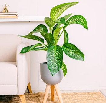 Dieffenbachia