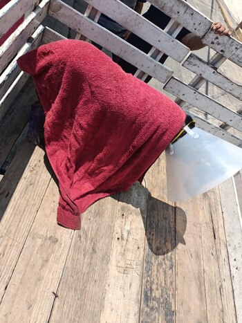 El husky siberiano con una