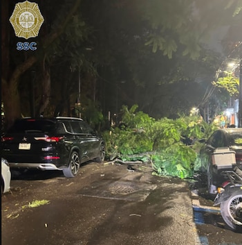 Reportan la caída de un árbol sobre la Avenida México, colonia Hipódromo, alcaldía Cuauhtémoc.
Crédito: X / @OVIALCDMX