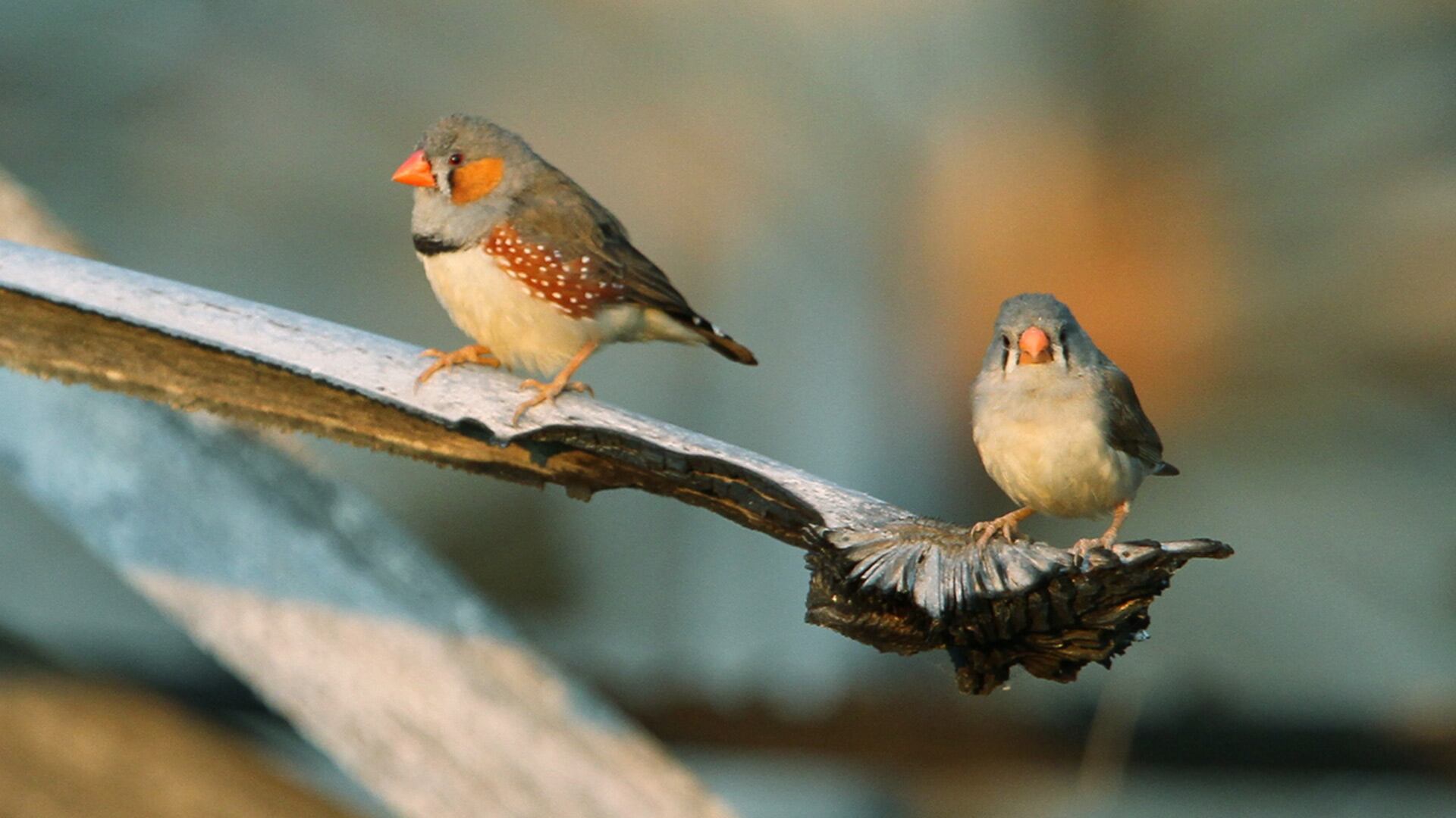 La investigación sugiere que la motivación para cantar en las aves crece durante la oscuridad y se libera con la llegada de la luz/ Wikipedia