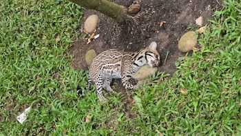 Encontraron un ocelote muerto en una vía de Bucaramanga: la principal hipótesis apunta a un atropellamiento