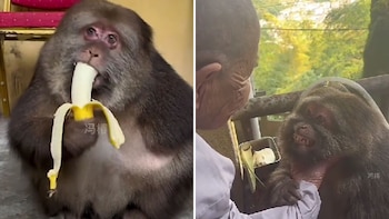 La macaca tibetana se convirtió