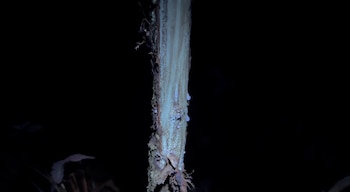 Bajo iluminación ultravioleta, el brillo