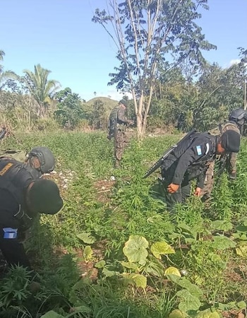 Autoridades continuarán los patrullajes y operativos de erradicación en otras zonas rurales identificadas, con el objetivo de proteger la seguridad ciudadana.(Cortesía: Ministerio de Gobernación)
