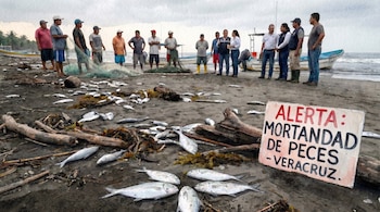 Playa con peces muertos, madera, algas. Personas y botes en la orilla. Un cartel rojo dice 'ALERTA: MORTANDAD DE PECES - VERACRUZ'.