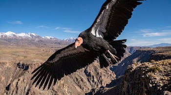 Un cóndor con las alas extendidas en pleno vuelo frente a un cañón rocoso y montañas con picos nevados bajo el cielo azul.