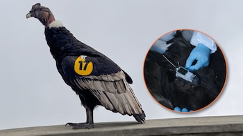 Cóndor andino negro con lazo alar amarillo "17" de pie; inserto muestra manos con guantes azules instalando un dispositivo de rastreo GPS en su espalda