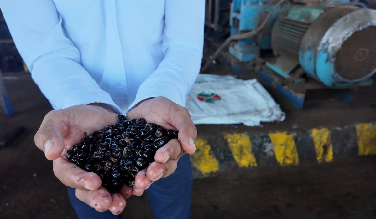 La Extractora Loma Fresca procesa 30 toneladas por hora y articula a más de 8.000 hectáreas productivas en la cadena formal de palma de aceite. - (RSPO)