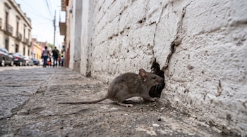 Un ratón marrón sobre una banqueta empedrada acerca el hocico a un agujero en la parte inferior de una pared de ladrillo blanco.