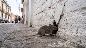 Ratas y ratones entran a los hogares en otoño: cómo evitar su presencia