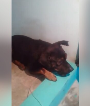 Algunos perros envenenados pudieron ser salvados por la asociación Huellitas Amecameca (Foto: captura de pantalla video Facebook)