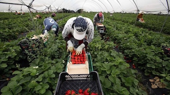 La Justicia multa a una empresa por emplear en una finca agrícola a dos trabajadores en situación irregular que habían suplantado la identidad de otras personas