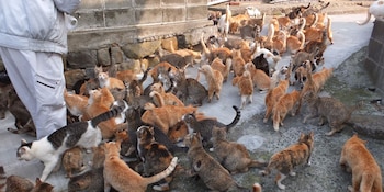 La isla de Aoshima alberga solo tres residentes humanos y alrededor de ochenta gatos en medio de casas abandonadas (Wikimedia Commons)