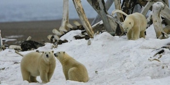 La pandemia de COVID-19 y la prohibición federal de paseos en barco provocaron el desplome del turismo de observación de osos (Imagen Ilustrativa Infobae)