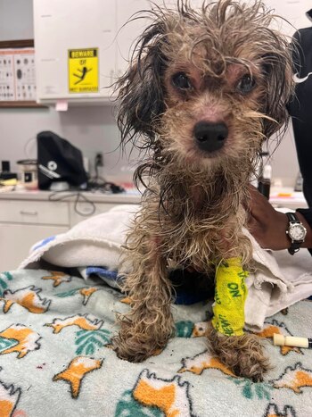 Intoxicado por haber sido cubierto