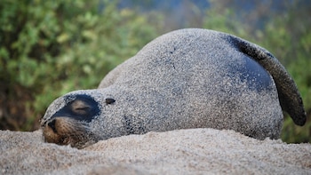 Censo de especies en Islas