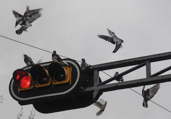 La Suprema Corte enfatizó que solo el municipio, mediante acuerdo de mayoría calificada o convenio, puede delegar el servicio de tránsito.
FOTO: DIEGO SIMÓN SÁNCHEZ /CUARTOSCURO.COM