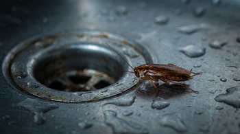 Una cucaracha alemana de color marrón sobre una superficie metálica de fregadero, con un desagüe circular y gotas de agua.
