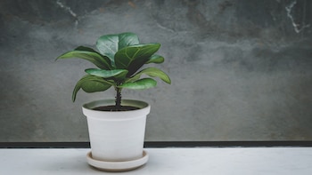 Debido a su origen, la