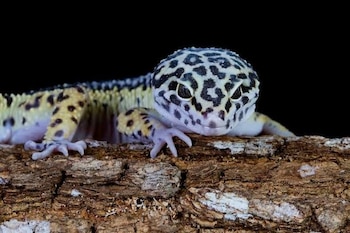Un geco leopardo con manchas oscuras y piel amarilla sobre un trozo de corteza de árbol frente a un fondo negro