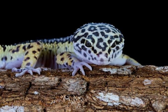 El equipo científico proyectó ensayos con superficies artificiales y piel mudada para validar los cálculos en ejemplares reales (Magnific)