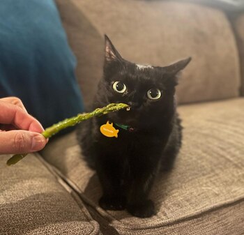 Sus dueños explicaron que su