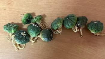 Profepa descubre cactus en peligro de extinción y tarántula en paquetes etiquetados como “maquillaje”. (Foto: Profepa)