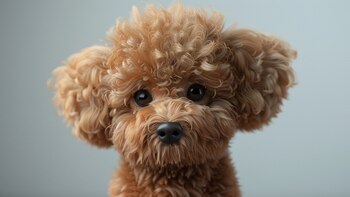 Adoptan a un cachorro y