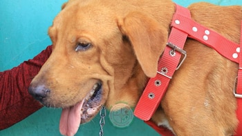 Honduras: rescatan a Spike tras ser arrastrado por un vehículo y su dueño recibió una multa de $186 por maltrato animal