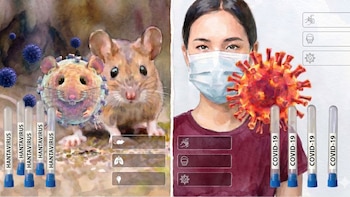 Síntomas del hantavirus y cómo se diferencia del COVID-19 en México
