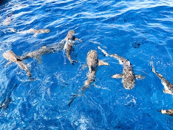 Varios tiburones nadando en el océano