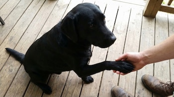 El gesto de poner la